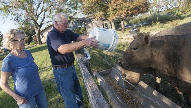 Donna and Herb Winslow feed cattle at their family farm in Carthage, Missouri. The property is the latest in Jasper County to be recognized as a Century Farm, which means it has been in the same family for 100 years.