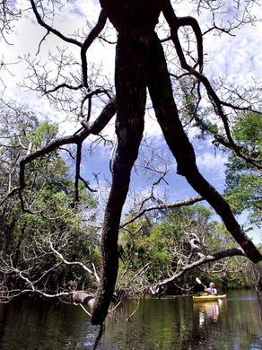 Jerrie Lindsey paddles her kayak down Thank You Ma'am Creek in the Apalachicola River Wildlife and Environmental Area.