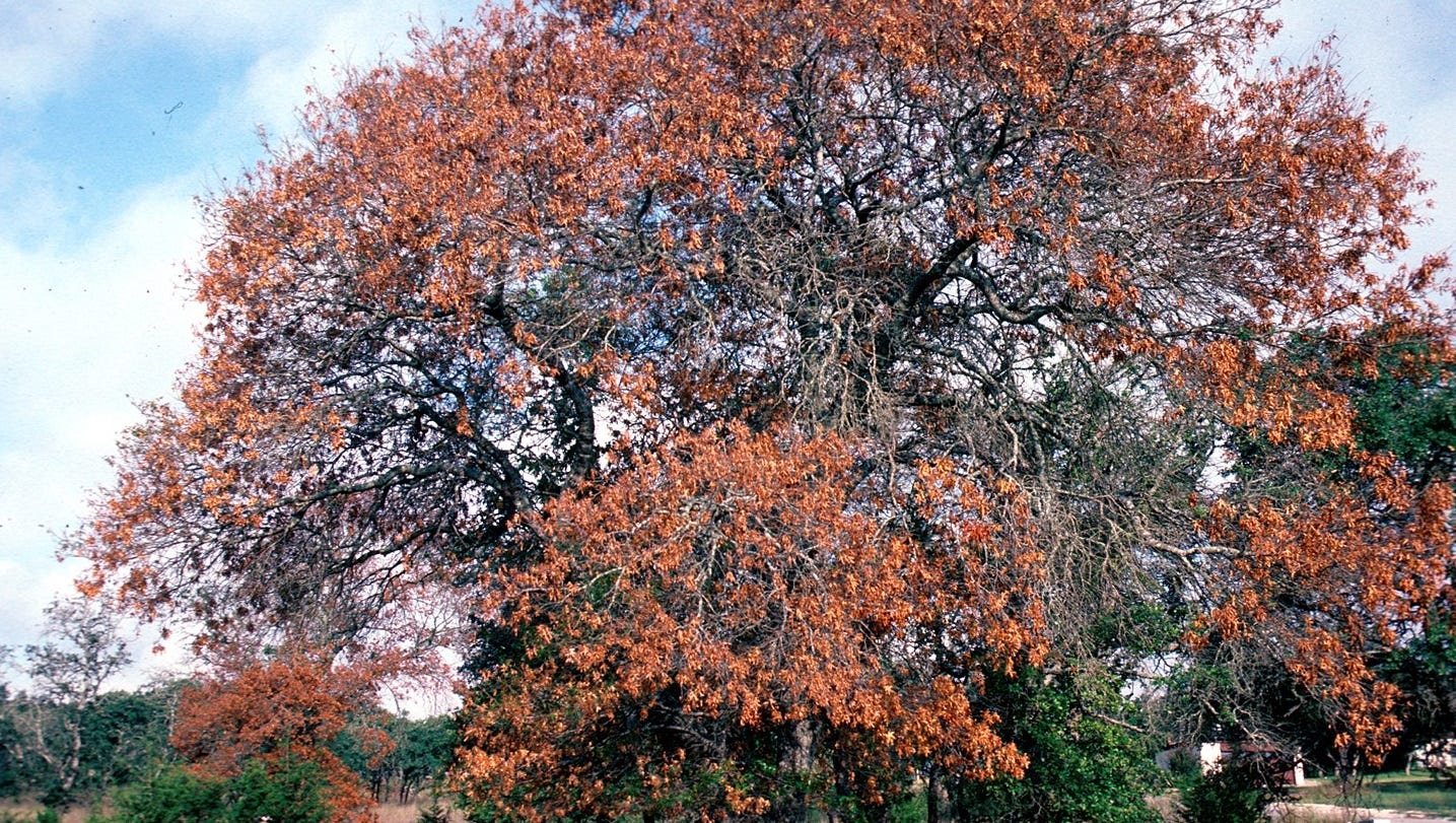 Deadly Oak Fungus Imperils Local Trees