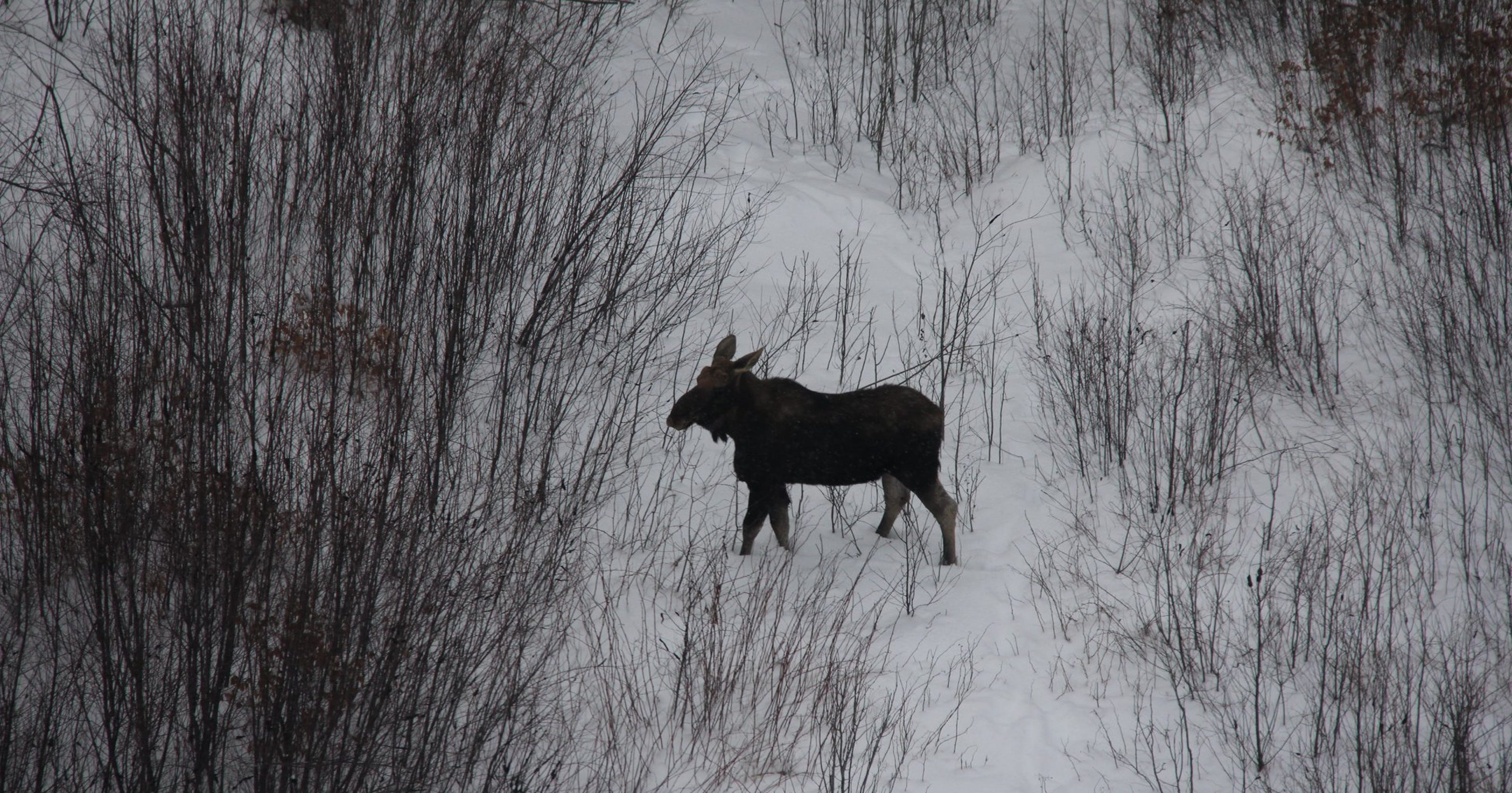 moose tour adirondacks
