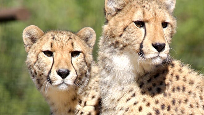 30 endangered species that call Wildlife World Zoo home 30 endangered species that call Wildlife World Zoo home