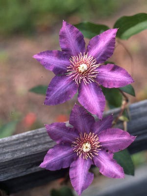 Add vertical color to the landscape with large blooms of clematis. This hardy vine has a life span of 20 years or more.