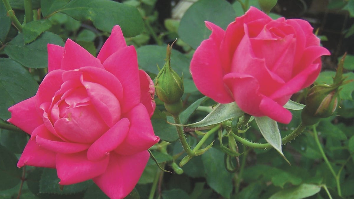 Knock Out roses are 25 years old now. Here’s why that matters Knock Out roses are 25 years old now. Here’s why that matters