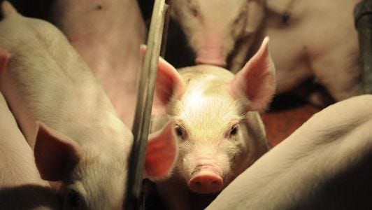 Concentration Animal Feeding Operations, or CAFOs, such as the one seen here in Hendricks County are subject to one Republican-authored bill that would require annual reports and inspections.