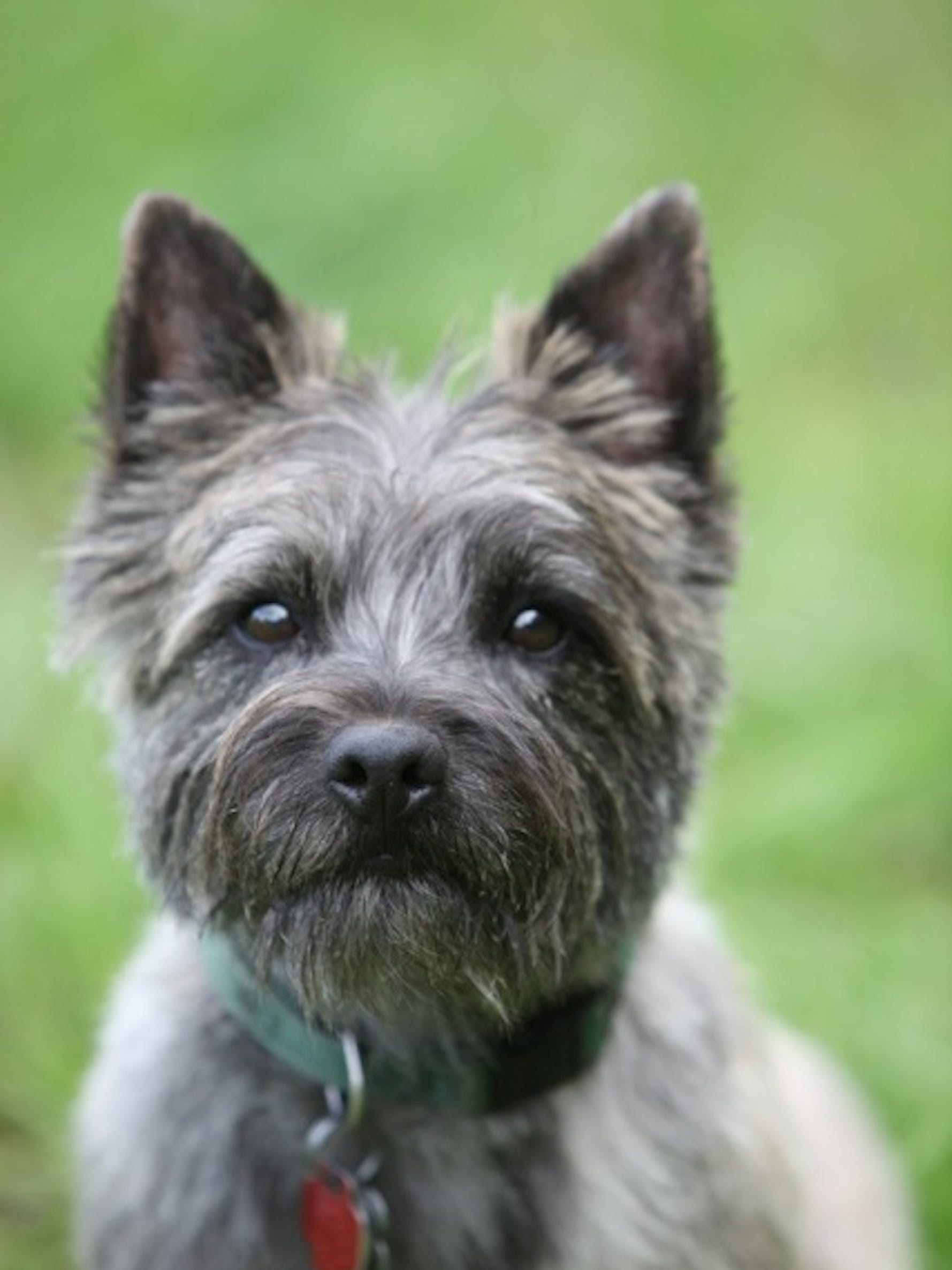 какой породы города. керн терьер. какой породы города. какой породы города. вест хайленд уайт терьерэр.