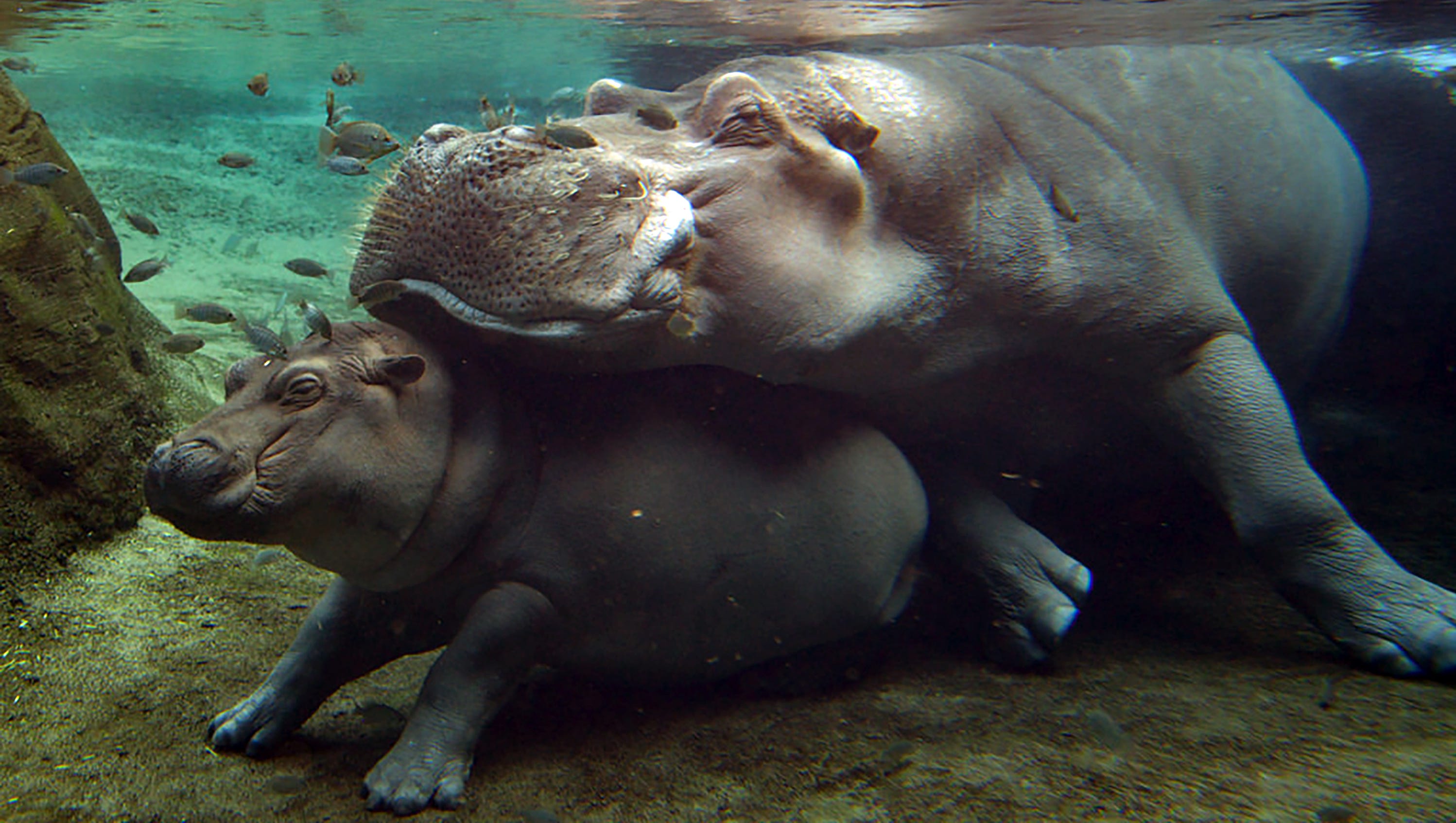 Henry The Hippo Dad Of Adorable Fiona Dies In Cincinnati Henry The Hippo Dad Of Adorable Fiona Dies In Cincinnati
