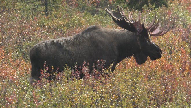 A moose walks through brush in Denali National Park and Preserve, Alaska.
