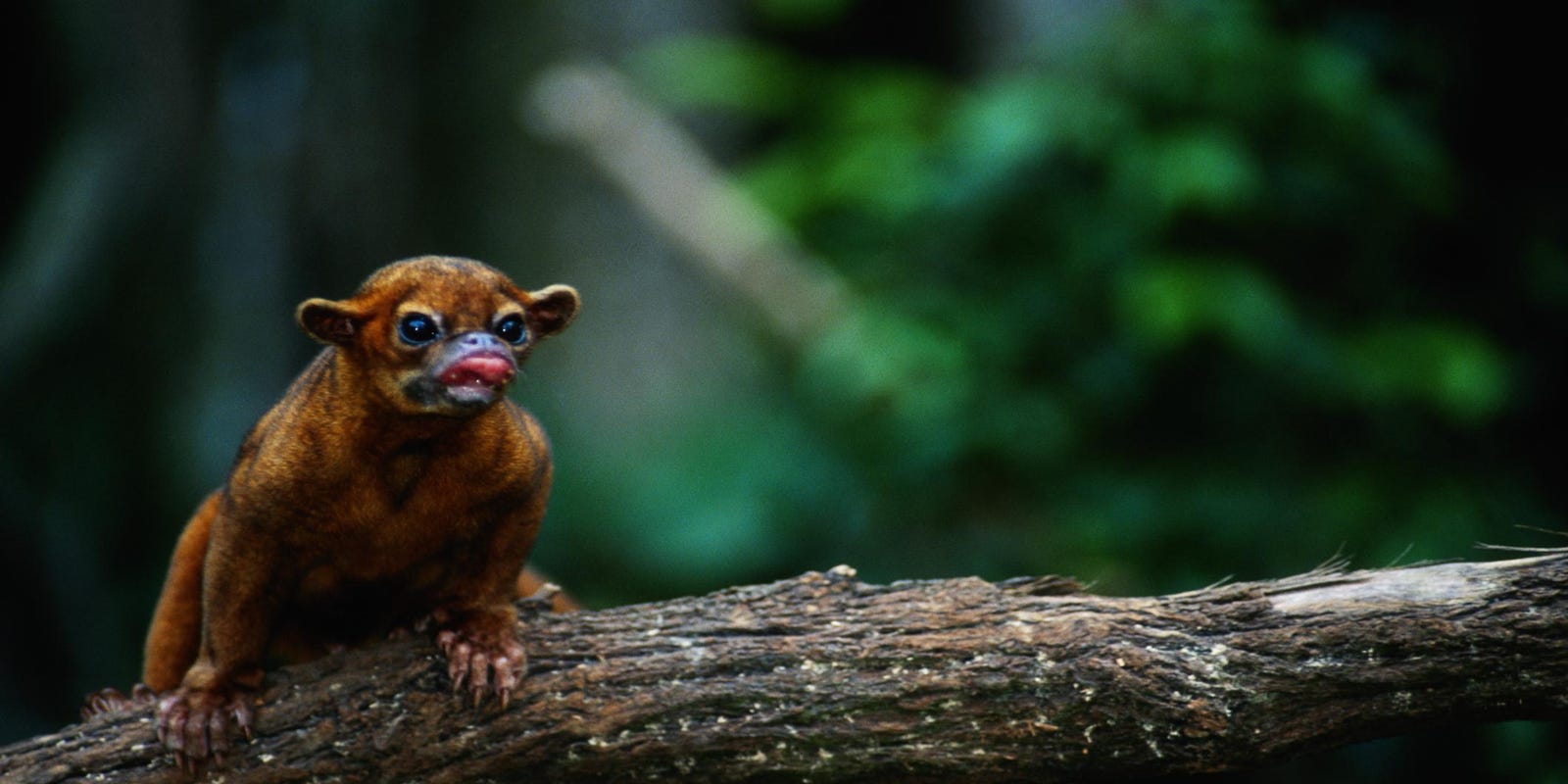 Kinkajou Attack Florida Man Injured By Exotic Creature
