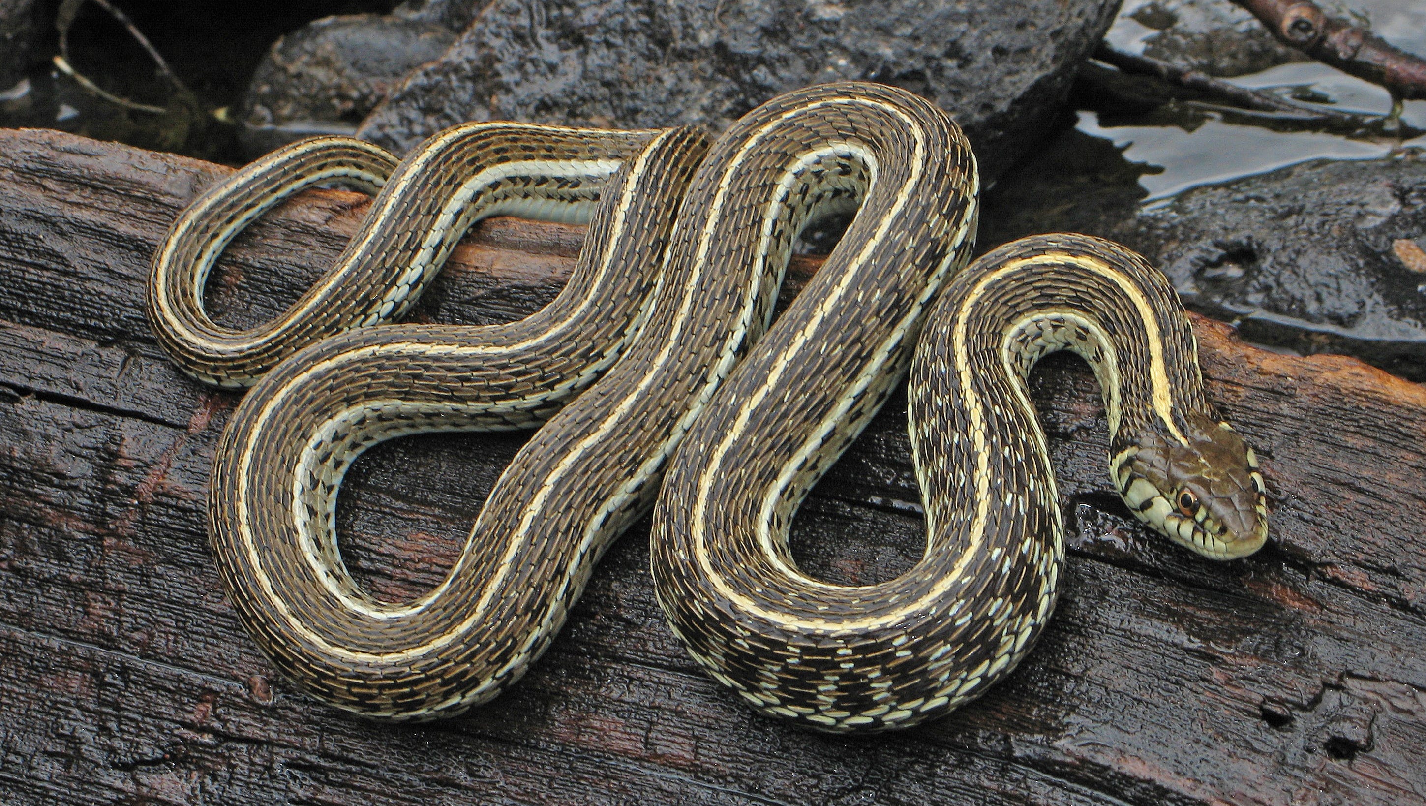 Biologists thought this snake vanished a century ago Now it #39 s back Biologists thought this snake vanished a century ago Now it #39 s back