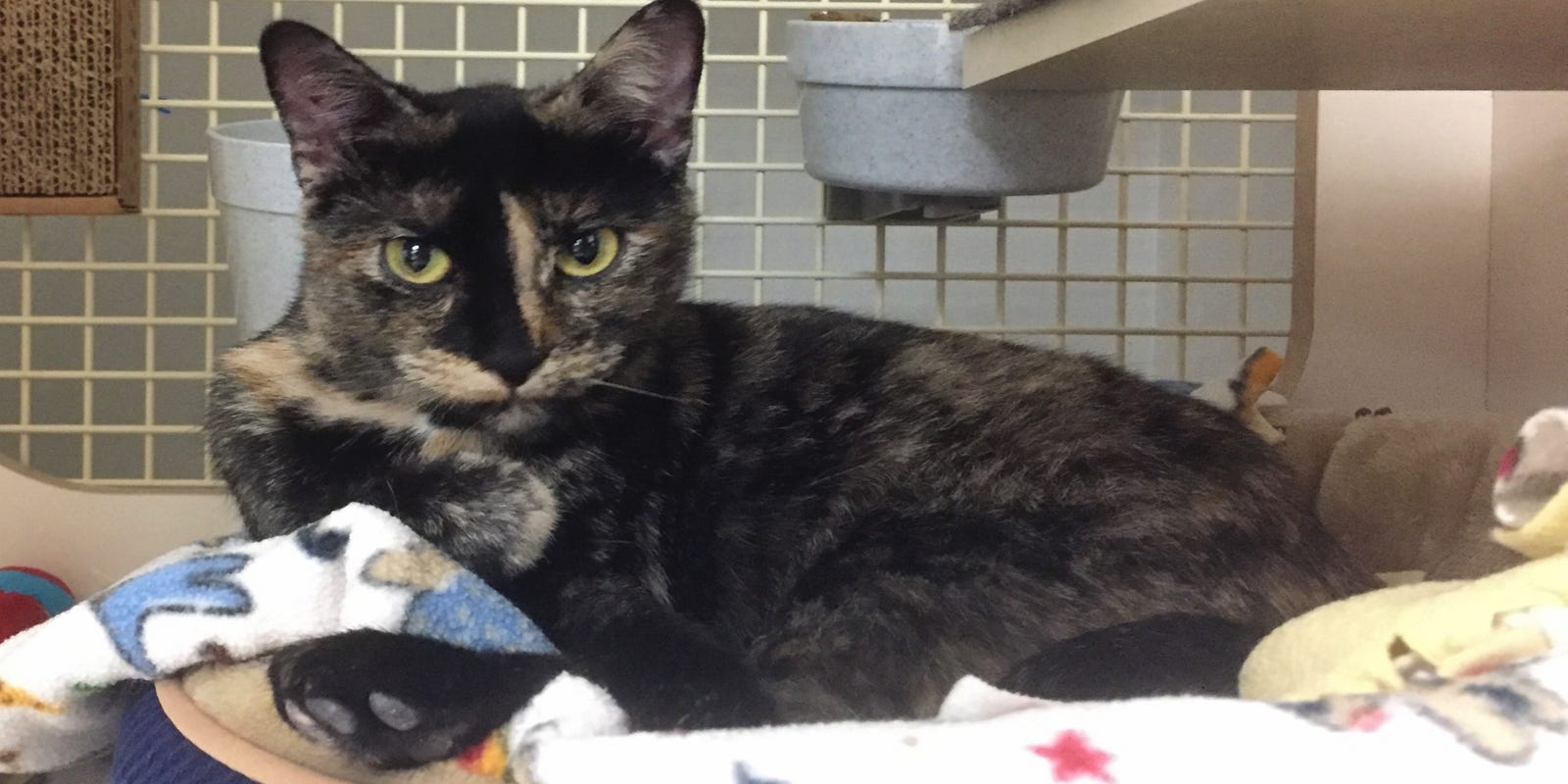 Indomitable Mother Cat Takes In Orphaned Kittens