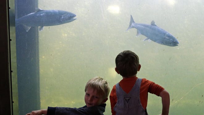 Brothers Judah, left, and Harrison Ellis watch salmon swim past viewing windows at a fish ladder where salt water transitions to fresh at the Ballard Locks in Seattle. The mass of warm water known as ‘the blob’ that heated up the North Pacific Ocean has dissipated, but scientists are still seeing the lingering effects of those unusually warm sea surface temperatures on Northwest salmon and steelhead.