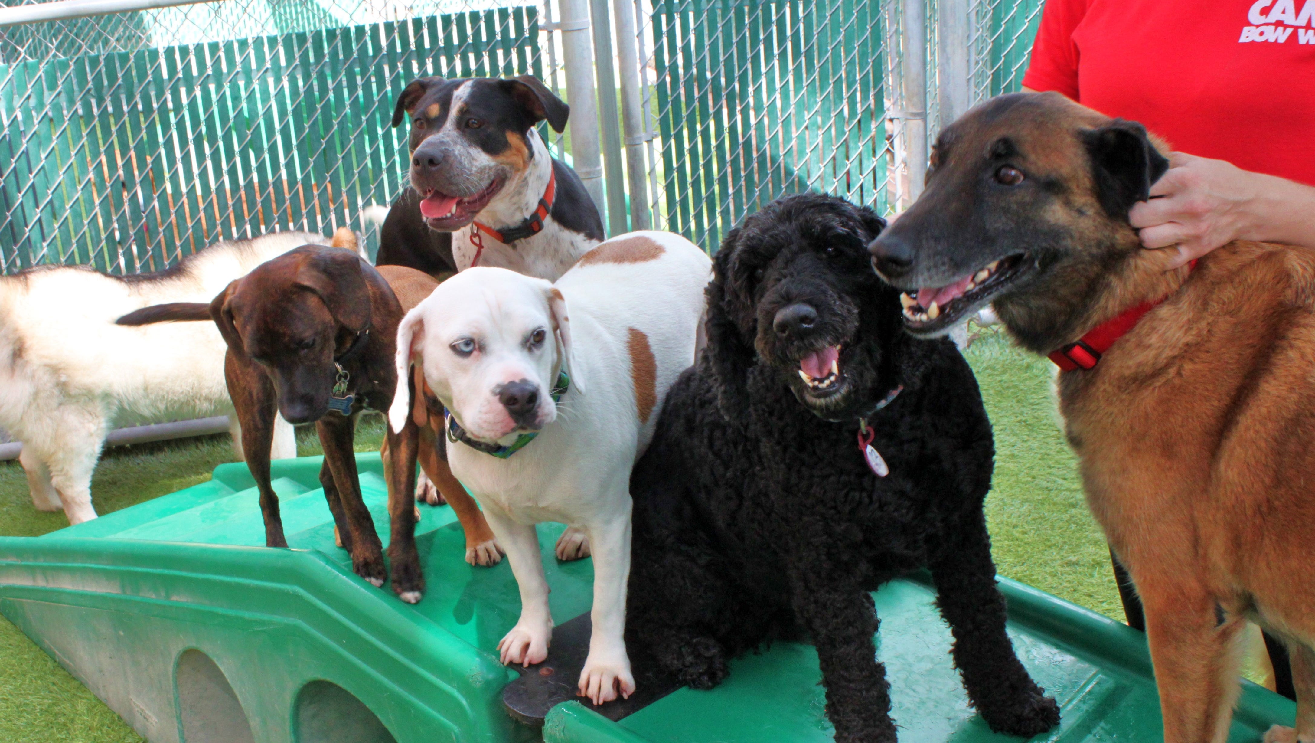 Pet boarding near me What you need to know before you leave your pet