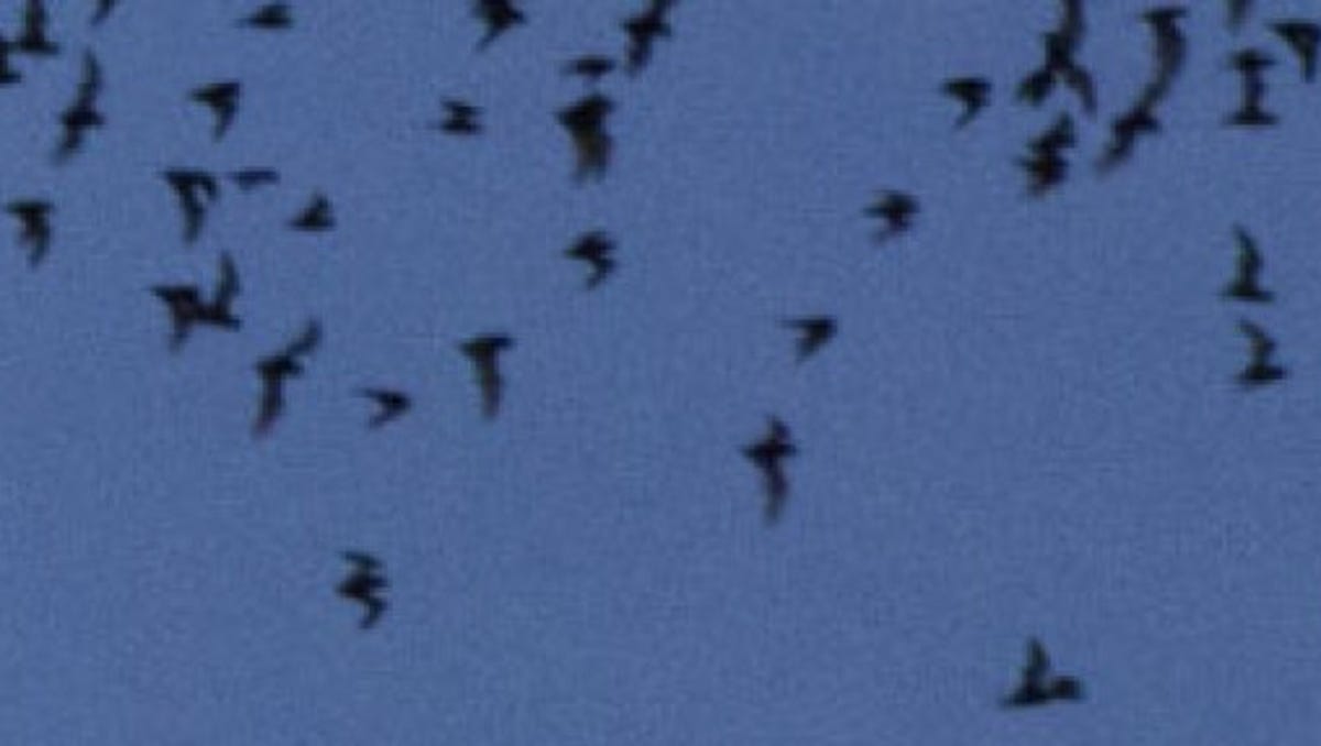 Thousands of bats live in this Phoenix storm drain. Here’s how to watch them emerge