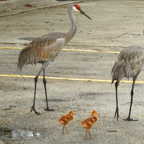 Mom, dad, and the kids. A family of sandhill...