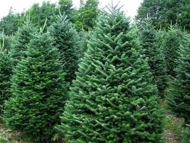 Christmas Trees Farms In Louisville You Can Cut A Tree At These Lots