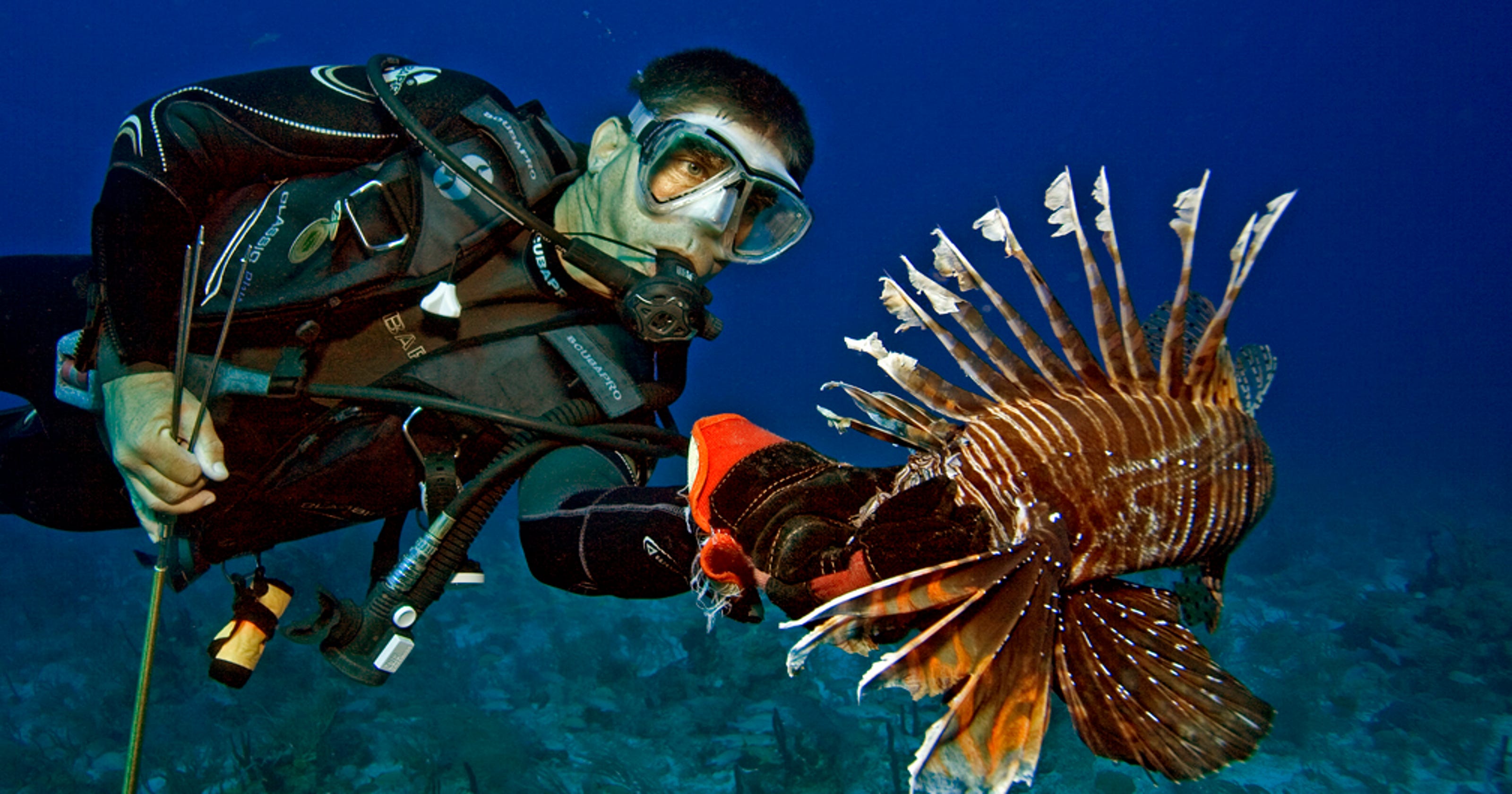Lionfish Are Threatening Floridas Economy - 
