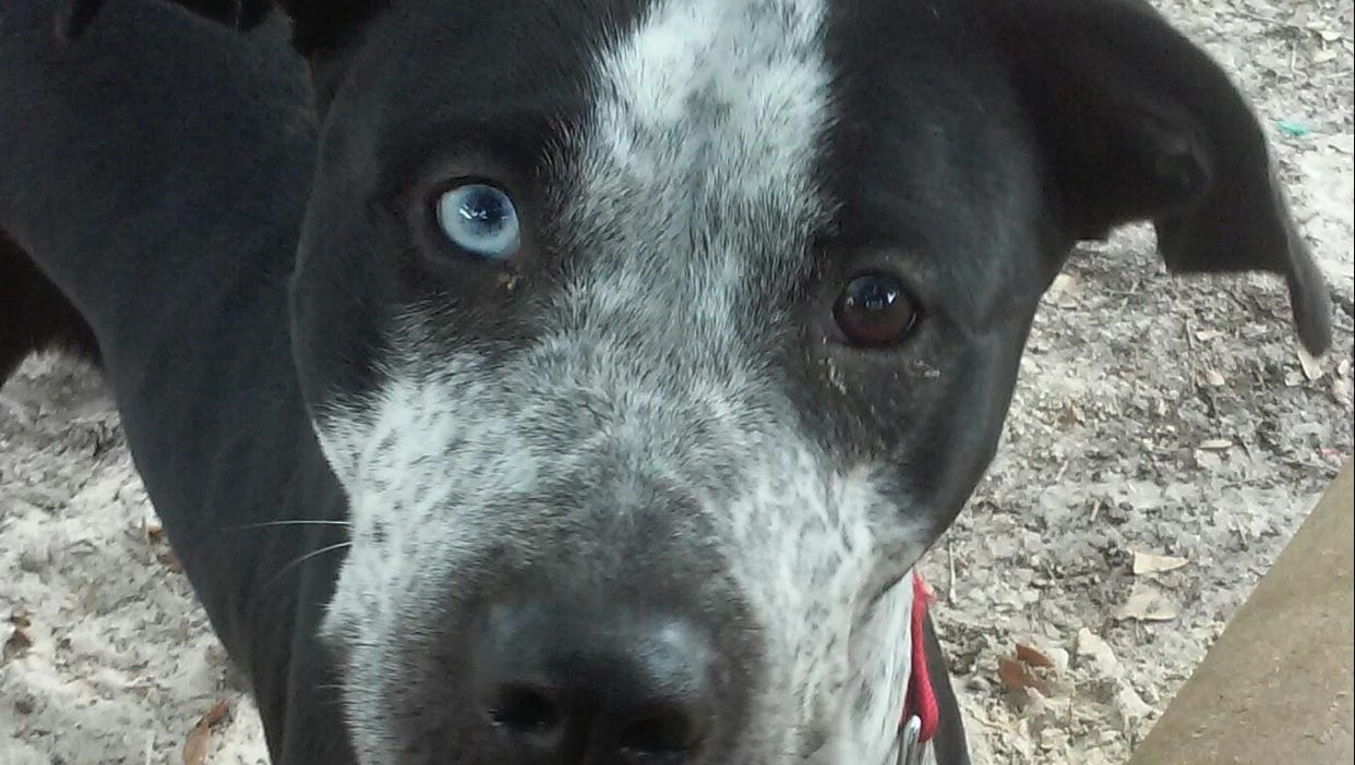 Left Behind Breed Looks Leave Some Dogs Waiting At Shelter