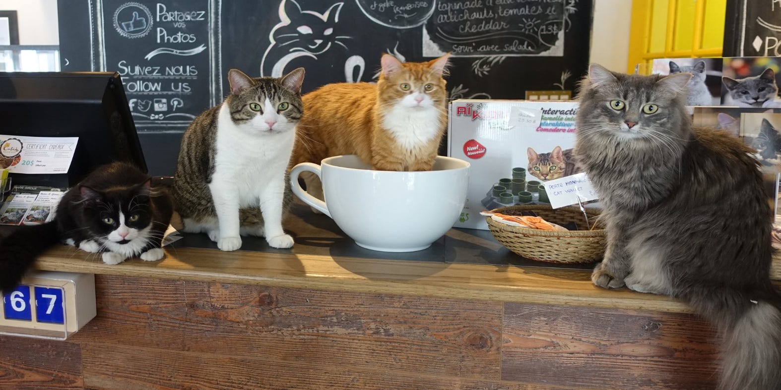 Nine Cutest Animal Cafes Around The World