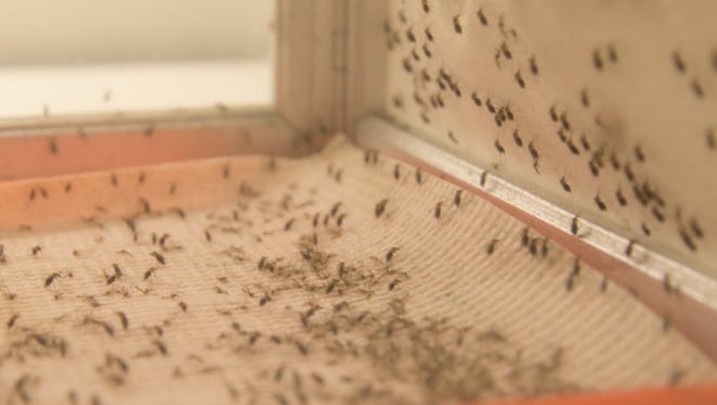 A cage full of adult female Aedes Aegypti mosquitoes at the Centers for Disease Control and Prevention’s laboratory on Colorado State University's Foothills Campus. This type of mosquito can carry the Zika virus.
