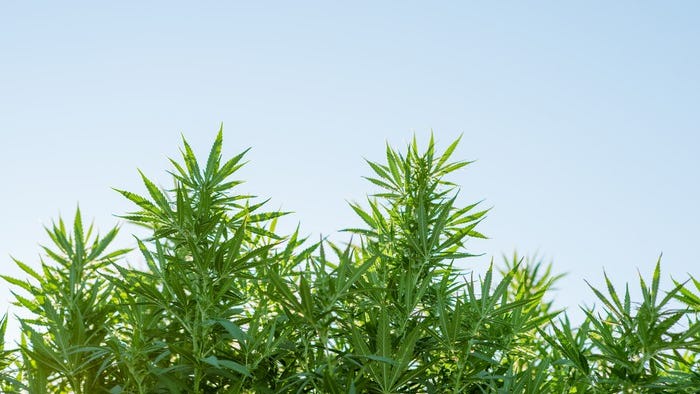 Here are six licenses to consider for entering Michigan's recreational pot market