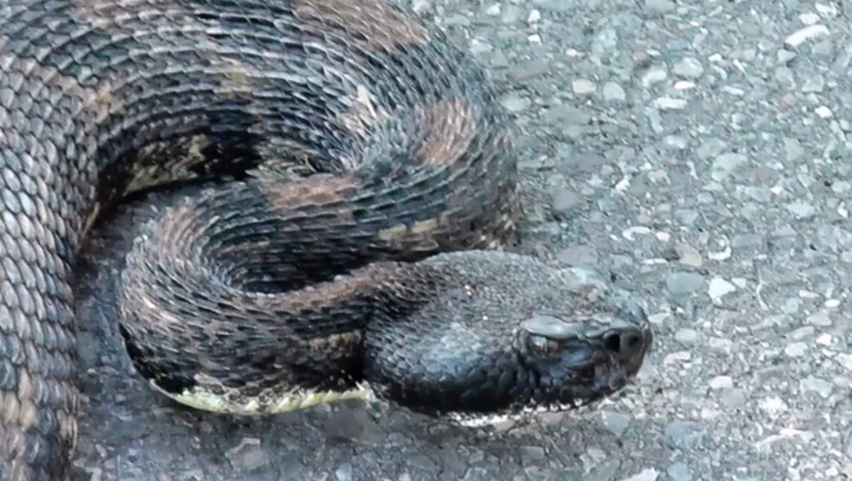 Yes, we do have rattlesnakes in Rochester region