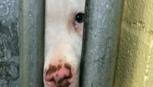 A pit bull peers out from the opening of a door jam to its pen in the Denver Animal Shelter in this photograph taken June 23, 2005.