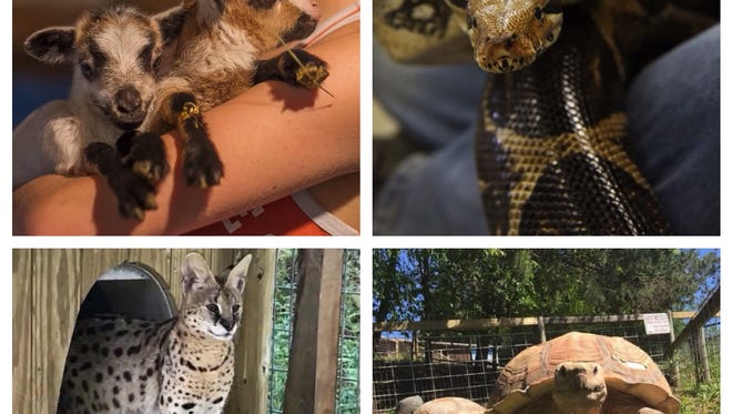 Animals killed in the Little Ponderosa Zoo fire