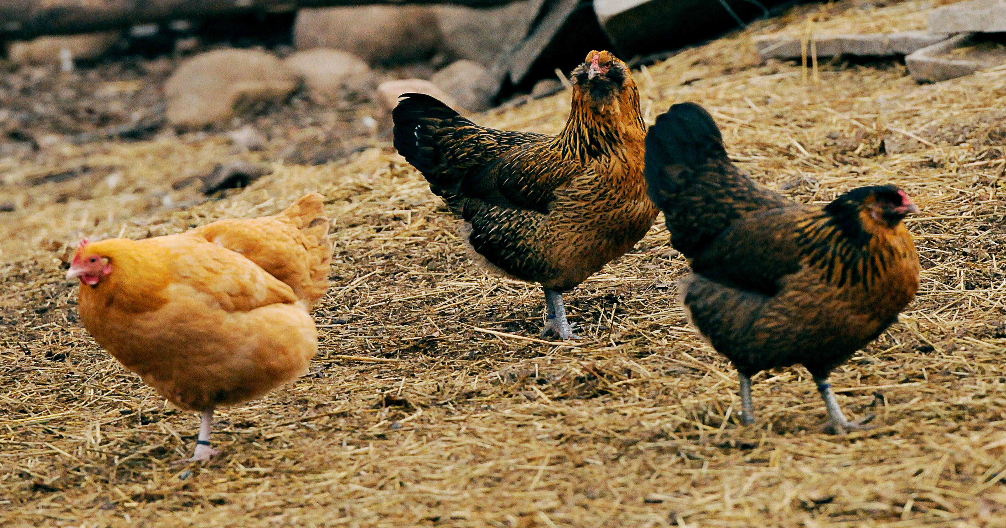 Free-range chickens produce popular eggs