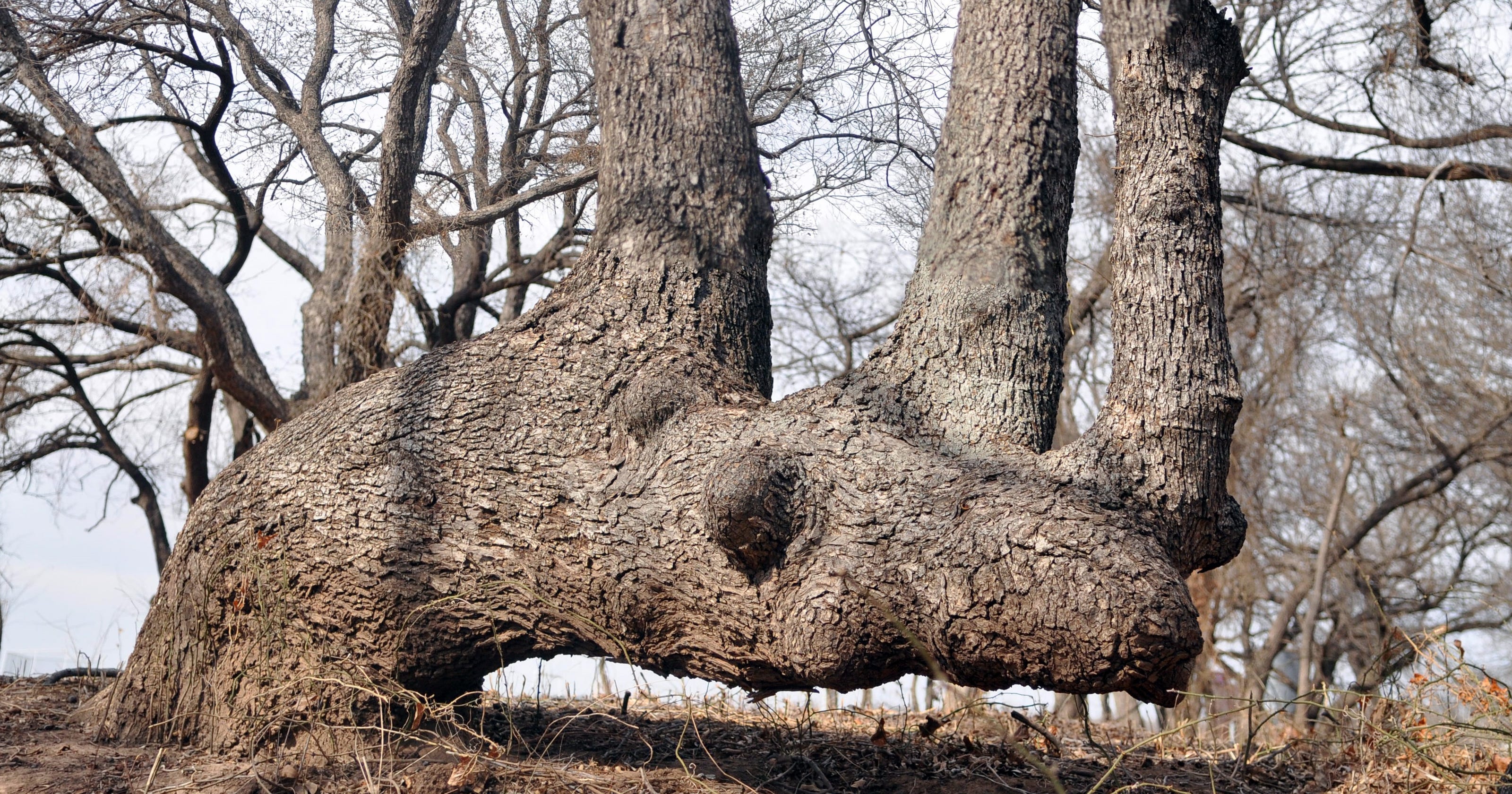 Comanche Nation to recognize Indian marker tree