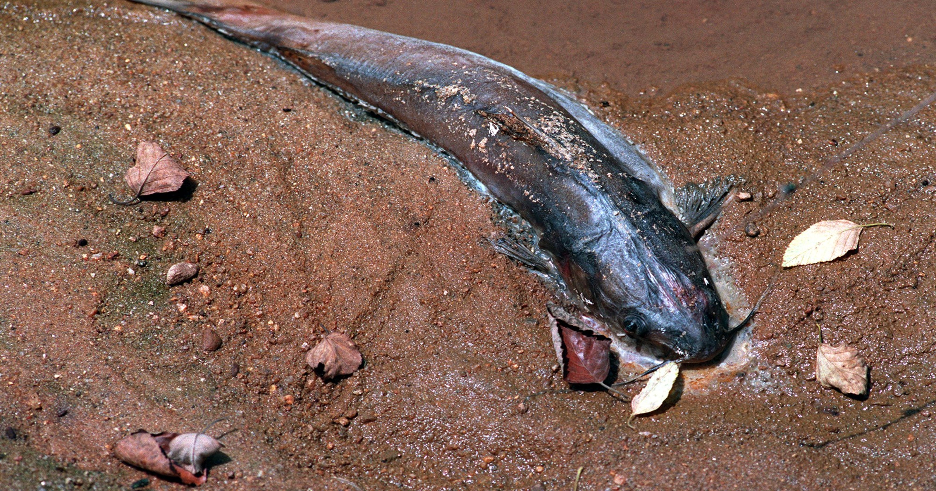20 years after Colonial Pipeline disaster, spills continue
