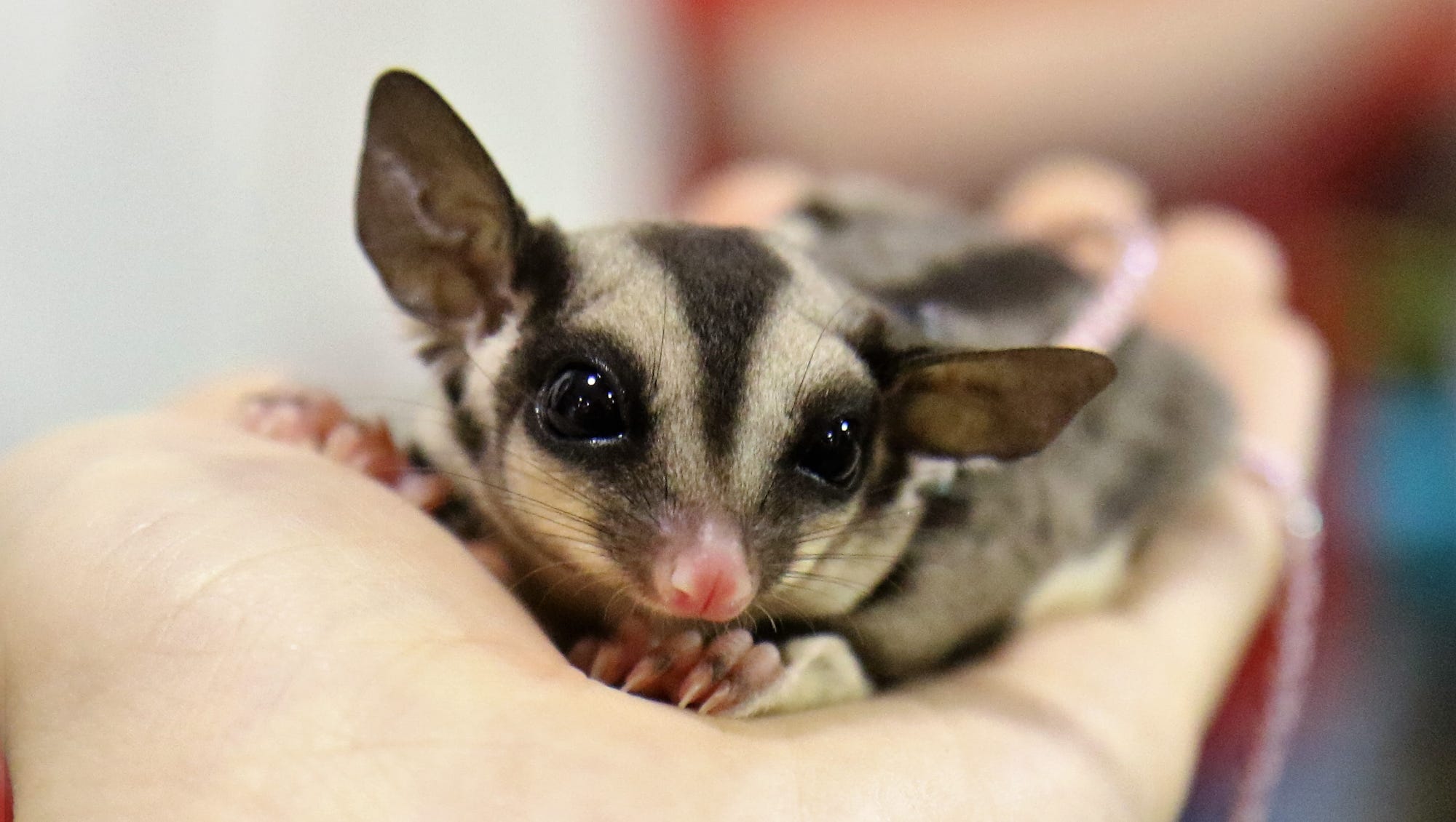 hewan peliharaan di kost - sugar glider