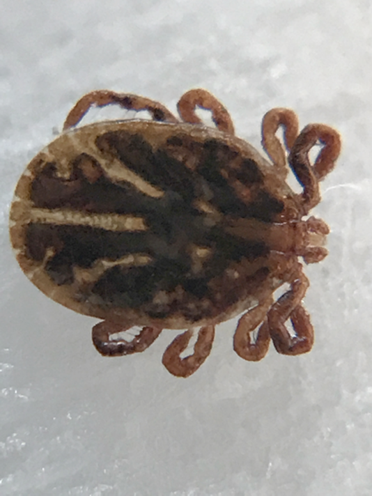 Longhorned tick found on Bergen County NJ child may be  