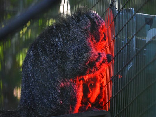 Non Freeze Streak At Stake In Melbourne Friday