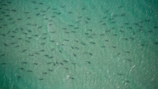 Shark Bites Stuart Man In New Smyrna Beach