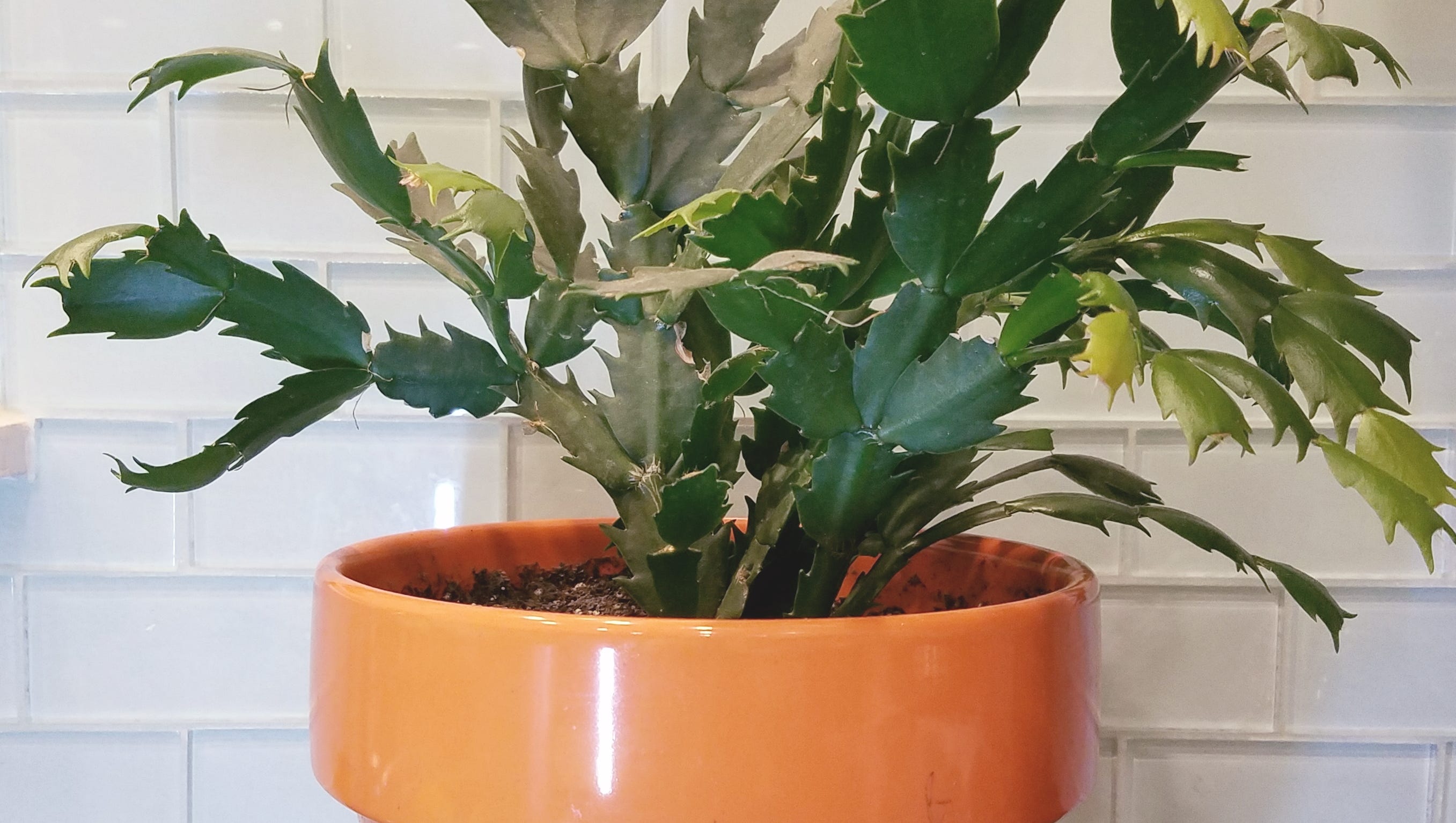 Move Over Poinsettia Christmas Cactus Is A Popular Holiday Plant To Gift