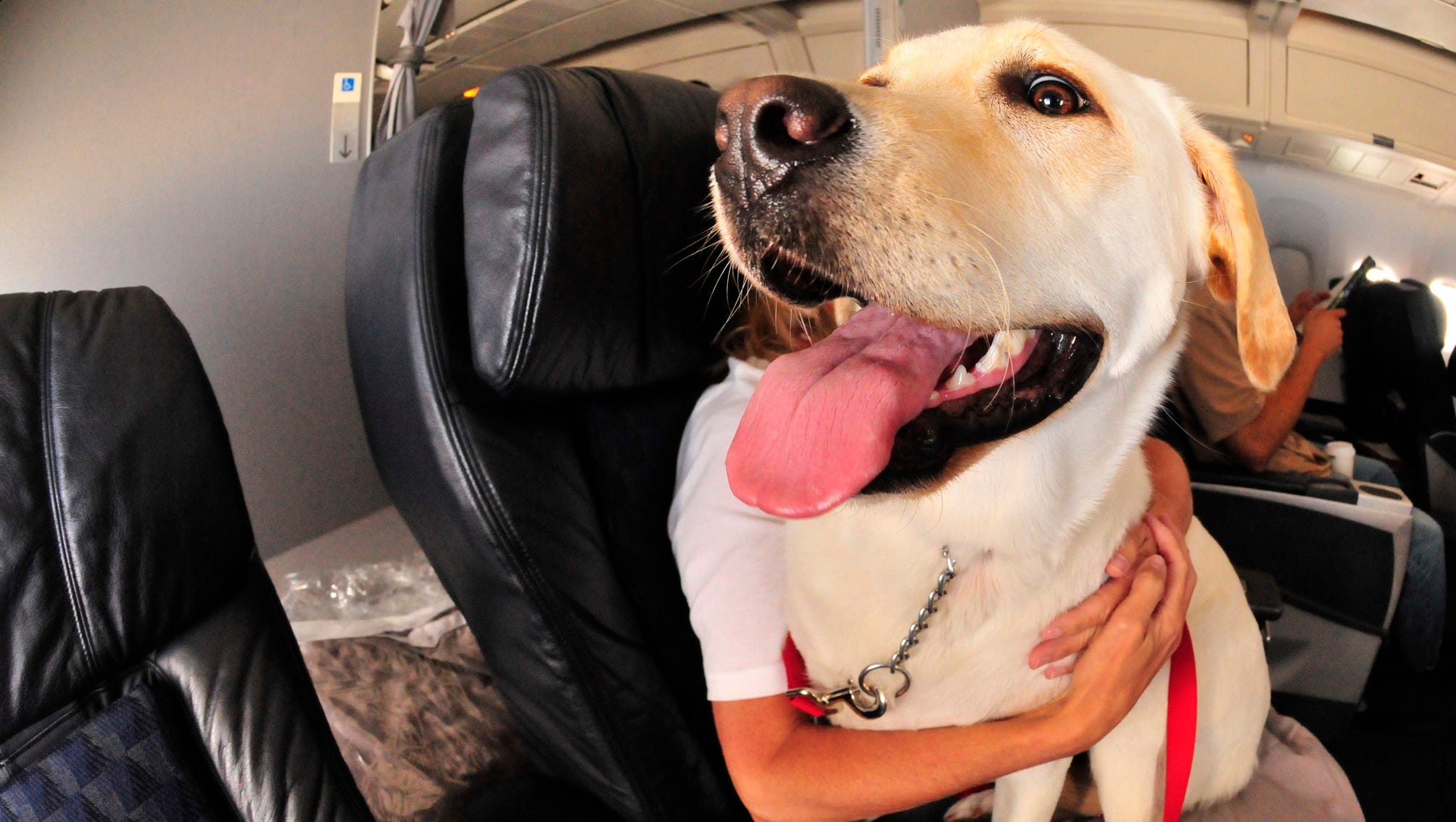 Fur flies: DOT gets 4,400 comments about animals on flights