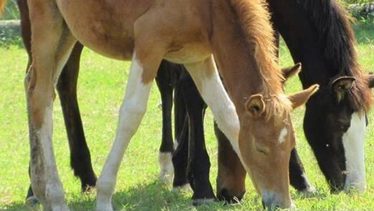 Chincoteague Pony S Death Renews Debate Over Penning Tradition