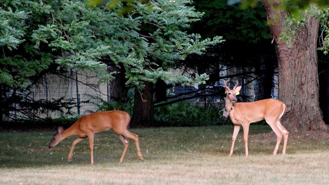 Hunting deer in the city of Ann Arbor will continue as part of efforts to control the deer population.