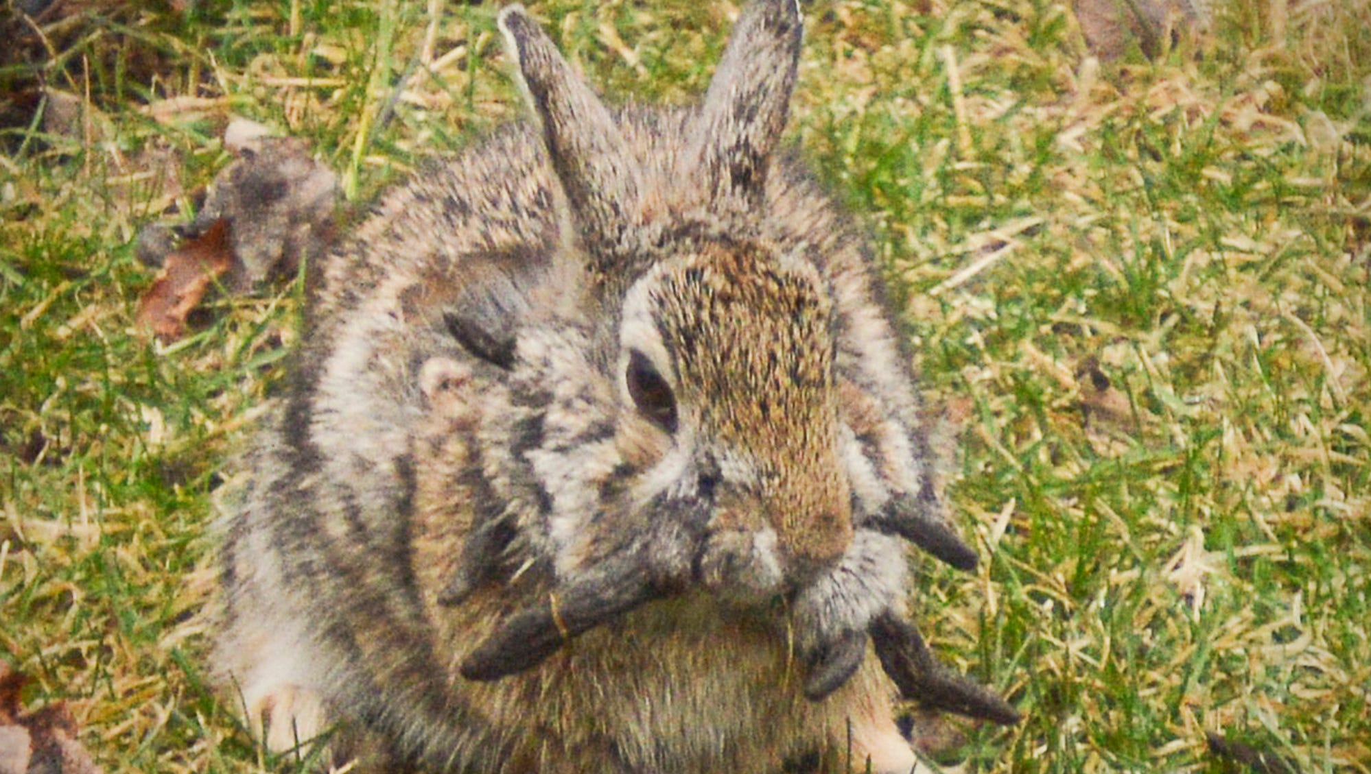 'Horned' rabbit afflicted with virus sighted