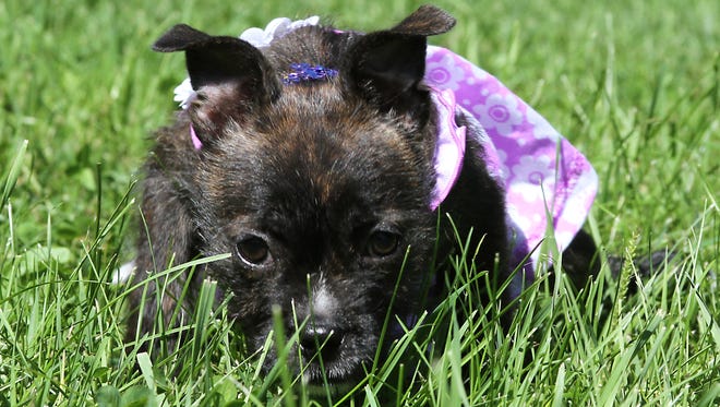 Hazel the puppy rescued from a dumpster is progressing in her rehabilitation at the Oshkosh Area Humane Society. Hazel spent part of her day outside in their dog park Saturday afternoon.