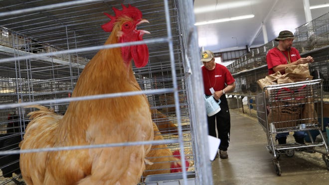 The poultry barn is full of noise at a past Iowa State Fair while staff bring food and water around.