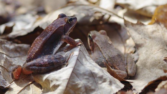 In winter, wood frogs seek cover under leaves and actually freeze and thaw with their surroundings.