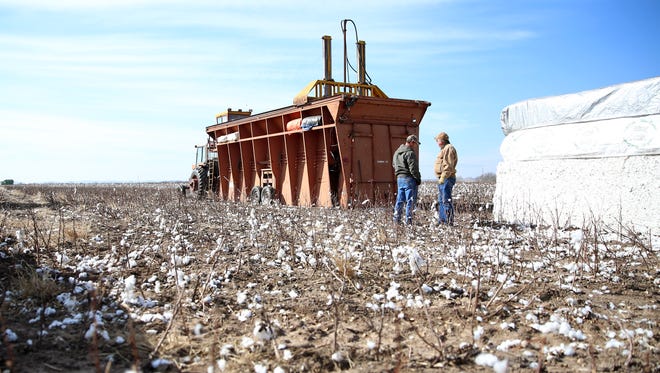 Local farmers help strip the cotton crop of Colin Klattenhoff Thursday, Jan. 5, 2017, near Miles.