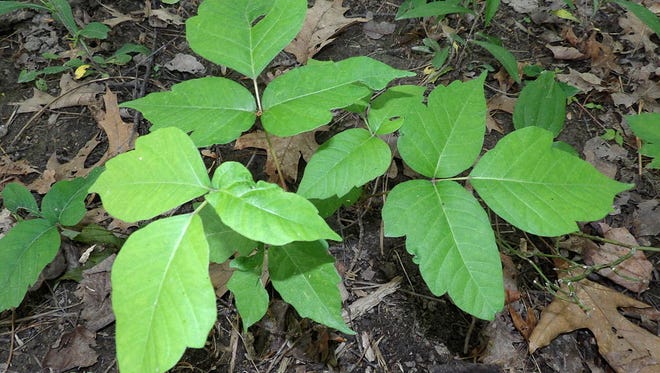 A young poison ivy plant, with each leaf consisting of three leaflets.