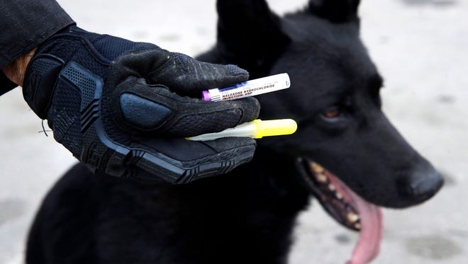 In this May 30, 2017, photo, Massachusetts State Police Trooper Brian Cooper displays a dosage of Naloxone during a training session with his K-9 Drako in Revere, Mass. During drug raids, police dogs literally follow their noses to sniff out narcotics, but now the powerful synthetic opioid fentanyl could be deadly to the K-9s. Police have a new strategy for protecting their four-legged partners, by carrying Naloxone for their dog, the same drug to reverse heroin overdoses in humans. (AP Photo/Charles Krupa)