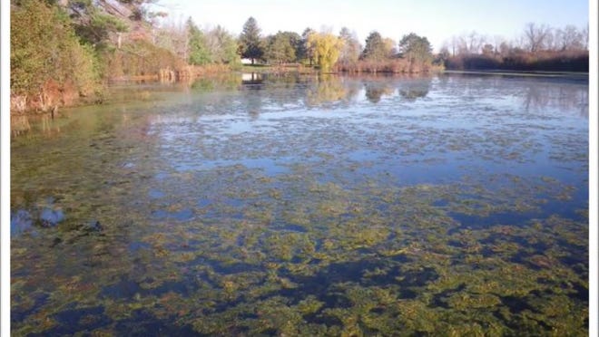 The surface of the Bluegill Bay Pond is coated by watermeal, small duckweed and algae in this October 2014 photo. A study says restoration of the pond will cost about $180,000.