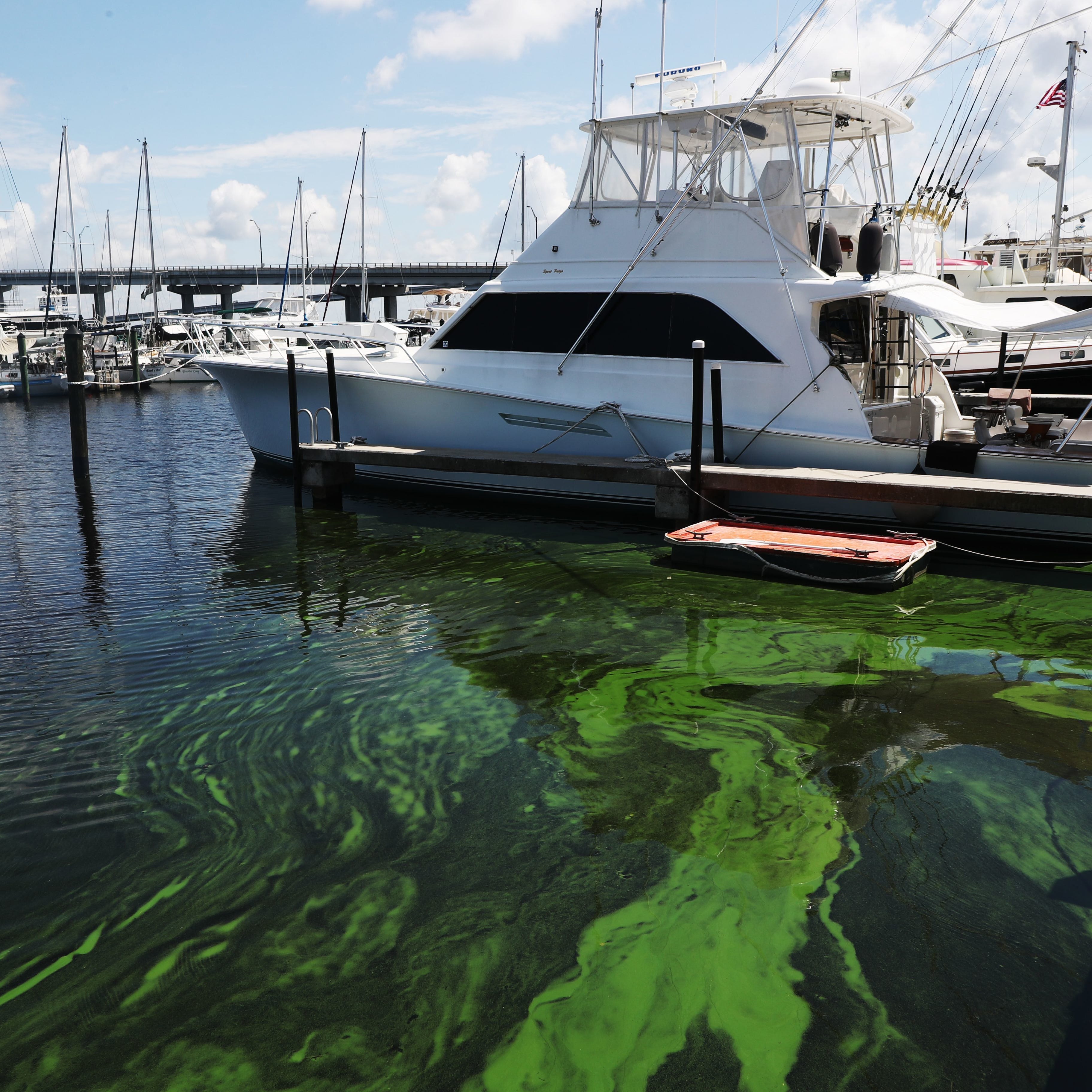 Algae builds up at the Fort Myers Yacht Basin. Recent algae blooms are starting to move west down the Caloosahatchee River. U.S. Senator Bill Nelson met with water advocates and elected officials to discuss the water quality.