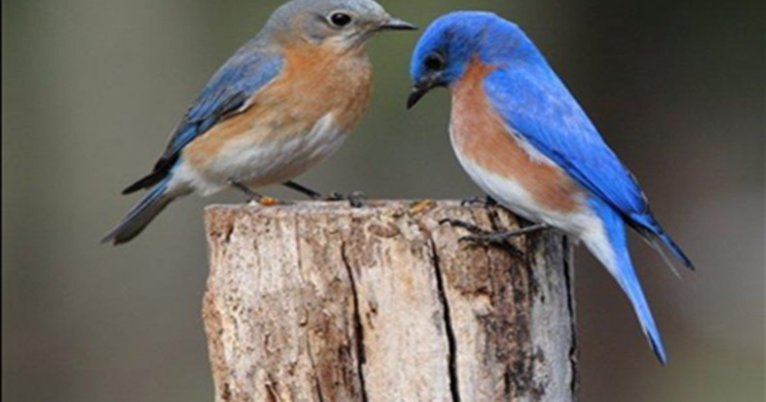 My love affair with bluebirds: column