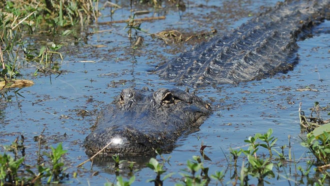 Gator hunters could see changes in the 2015 permit process.