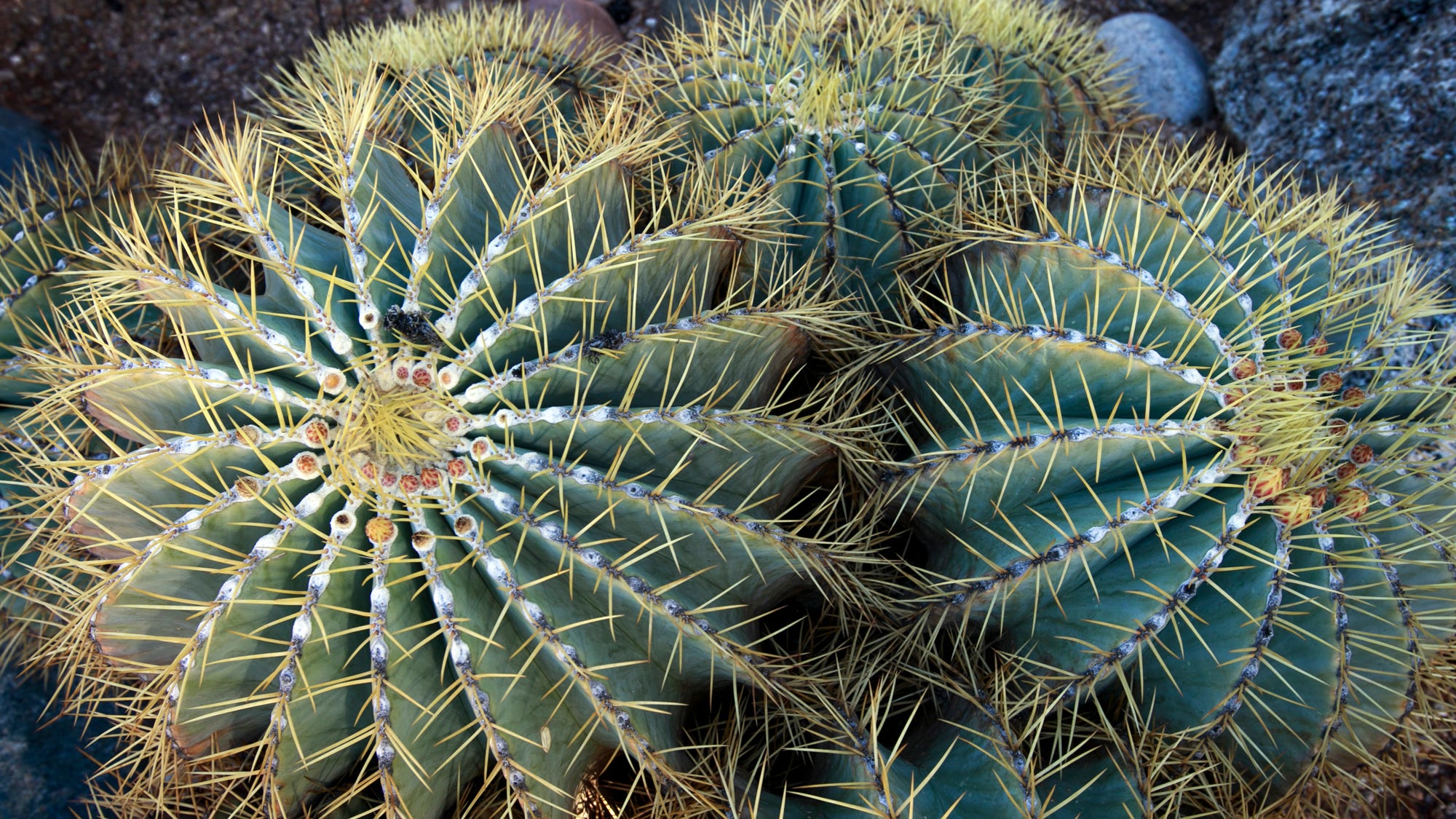 Despite Tough Exterior Many Cactuses Sensitive To Sun